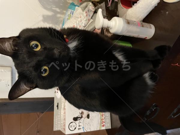 迷子猫の画像