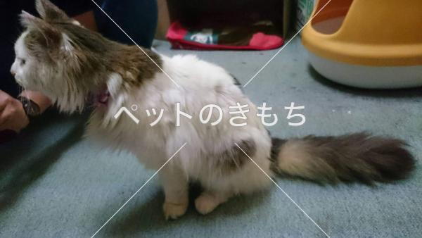 保護猫の画像