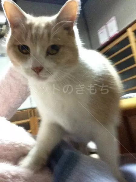 迷子猫の画像