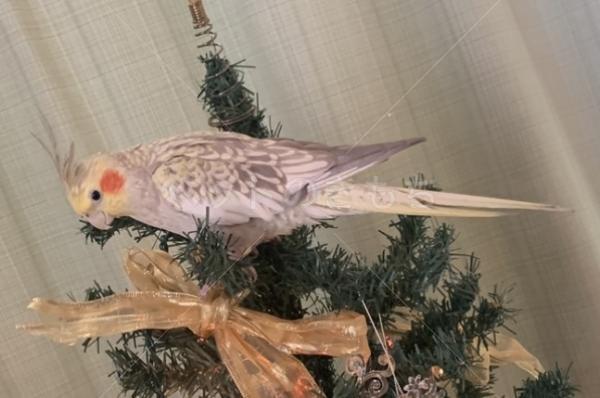 迷子鳥の画像