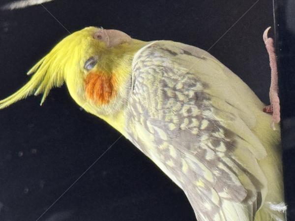 迷子鳥の画像