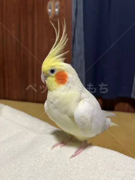 迷子鳥の画像