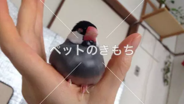 迷子鳥の画像