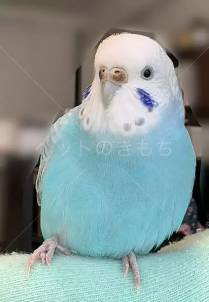 迷子鳥の画像
