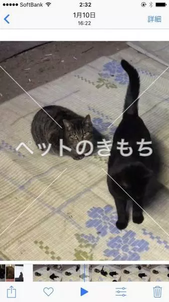 迷子猫の画像