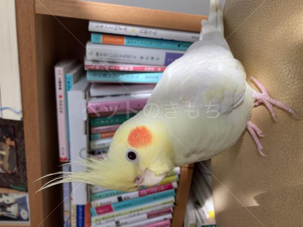 迷子鳥の画像