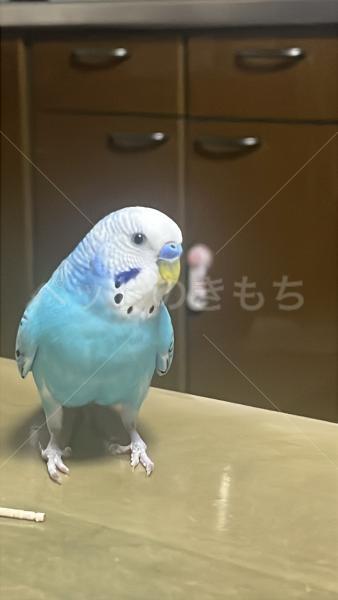 迷子鳥の画像