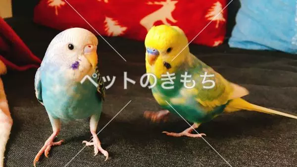 迷子鳥の画像