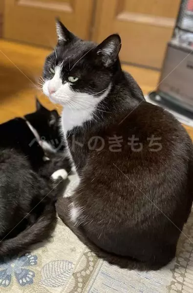 迷子猫の画像