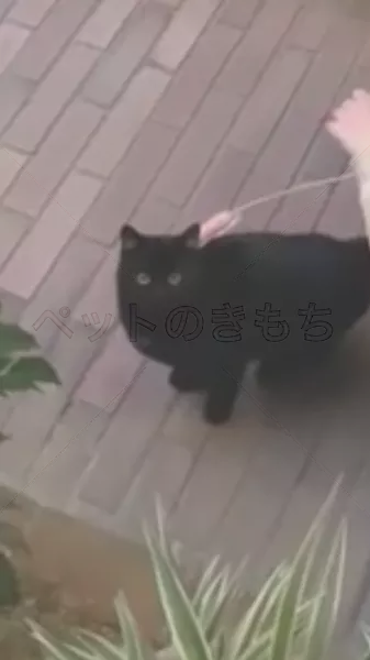 迷子猫の画像
