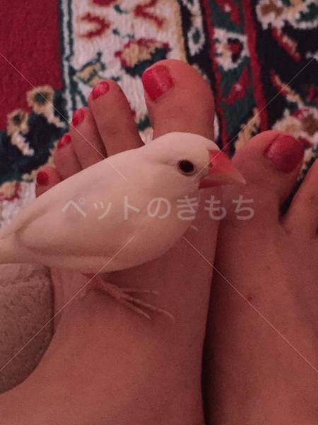 迷子鳥の画像