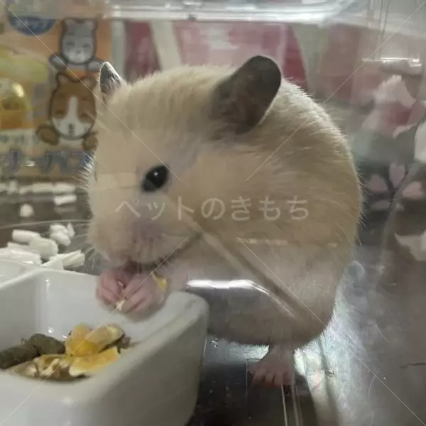 迷子ペットの画像