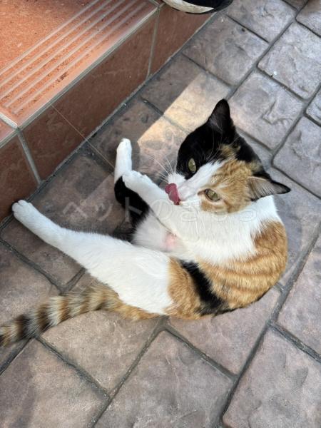 保護猫の画像