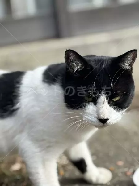 迷子猫の画像