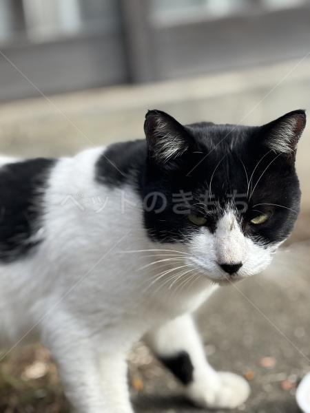 迷子猫の画像