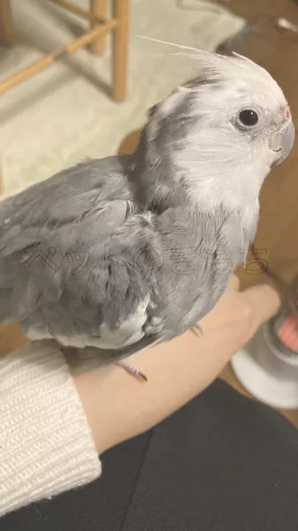 コメントの画像