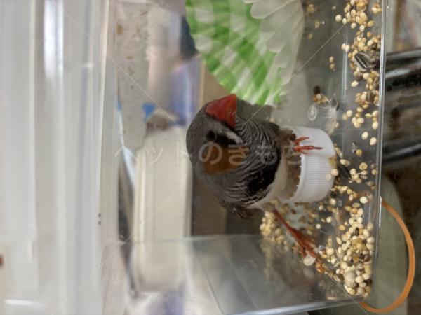 保護鳥の画像