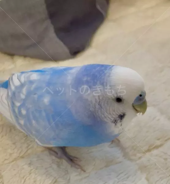 コメントの画像