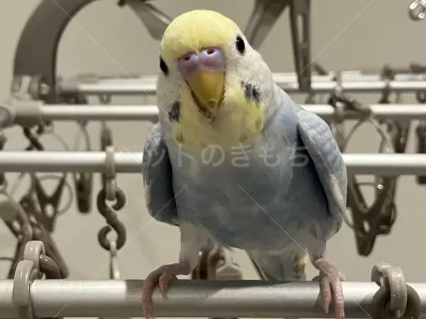 迷子鳥の画像