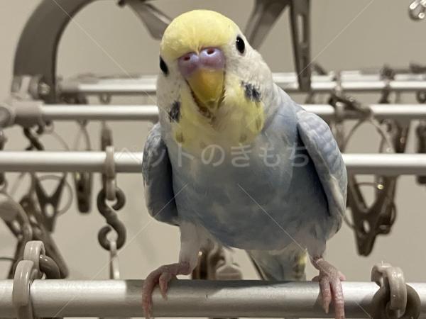 迷子鳥の画像