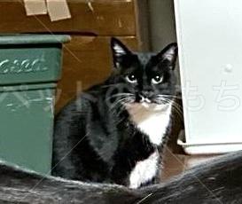 迷子猫の画像