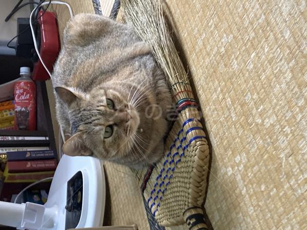 迷子猫の画像