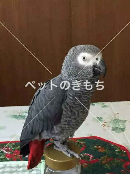 迷子鳥の画像