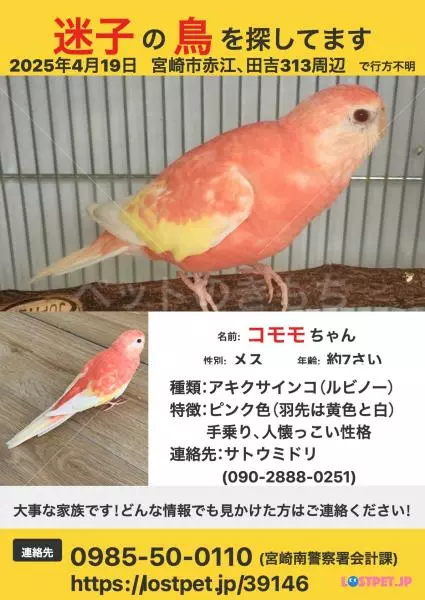 迷子鳥の画像