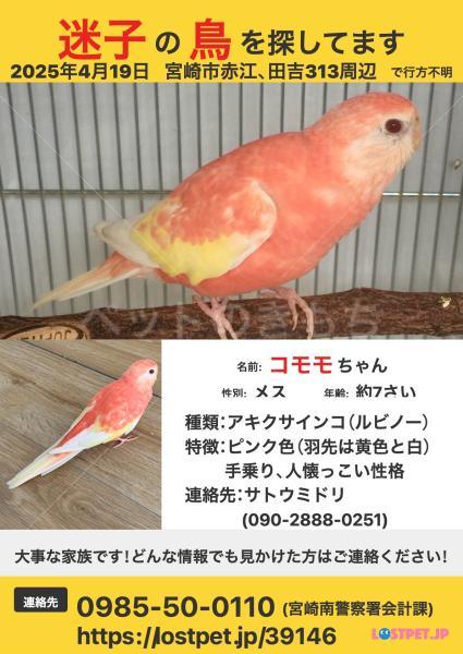 迷子鳥の画像