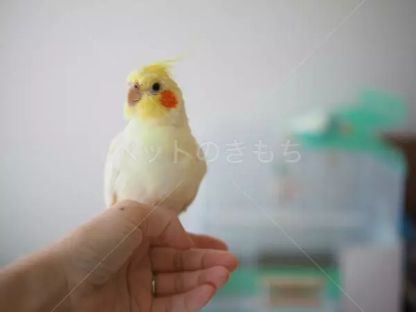 迷子鳥の画像