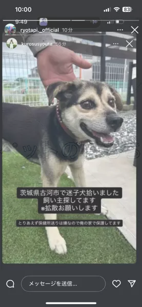 保護犬の画像