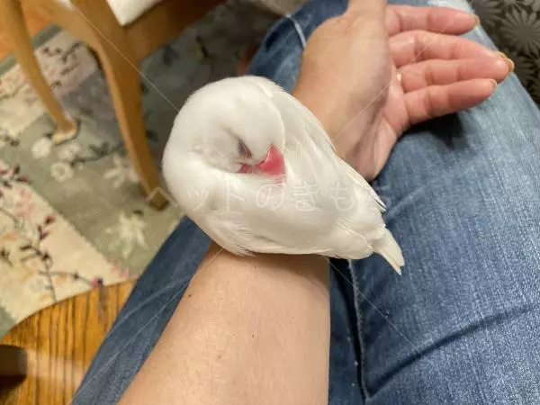 コメントの画像