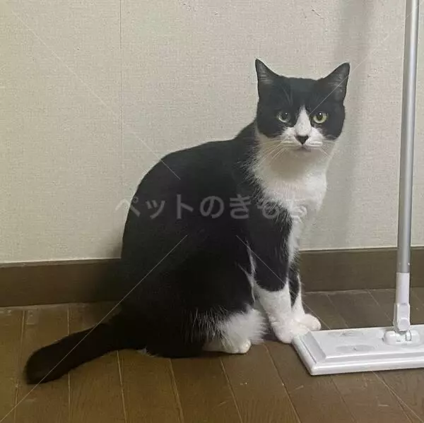 迷子猫の画像