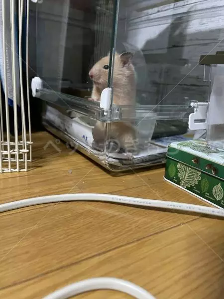 迷子ペットの画像