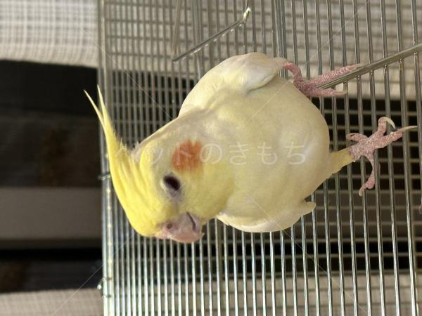 迷子鳥の画像