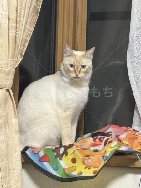 迷子猫の画像
