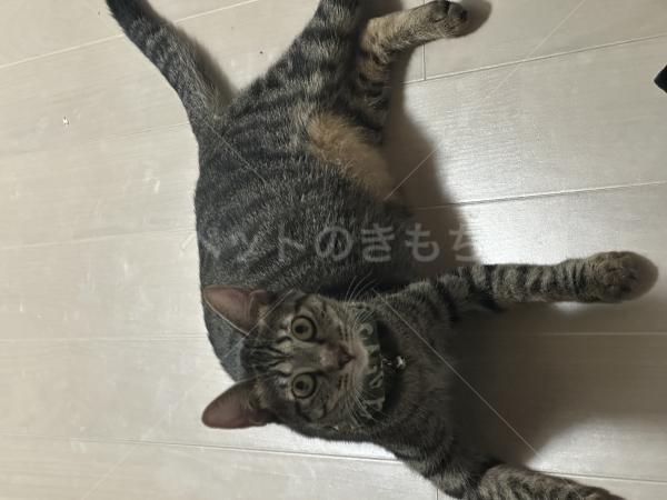 迷子猫の画像