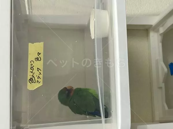 保護鳥の画像