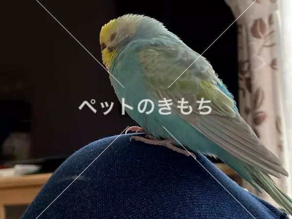 迷子鳥の画像