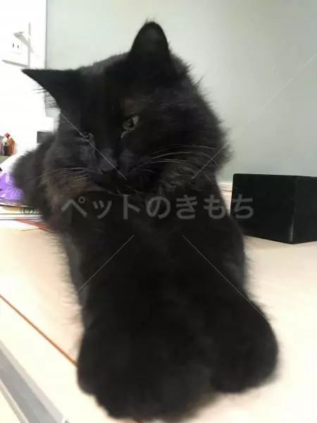 迷子猫の画像