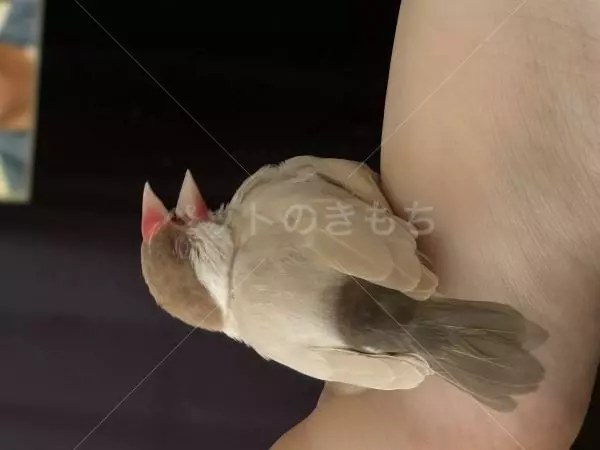 迷子鳥の画像