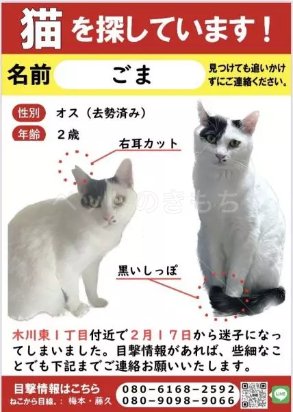 迷子猫の画像