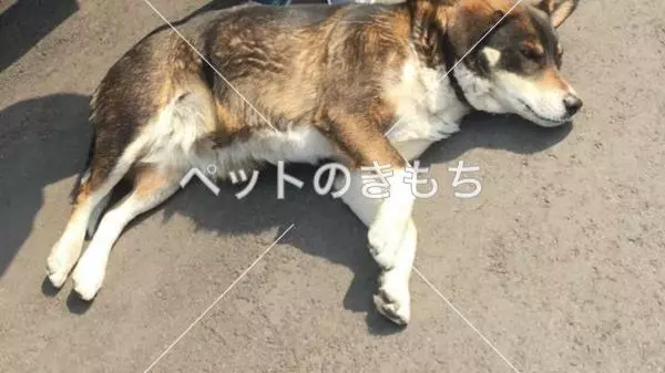 コメント投稿の画像