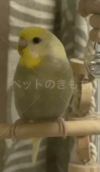 迷子鳥の画像