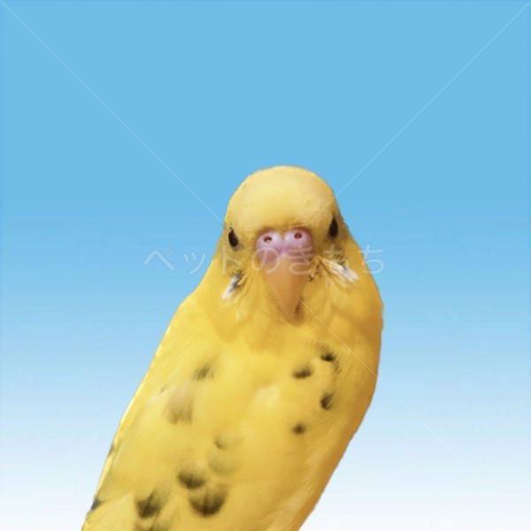 迷子鳥の画像