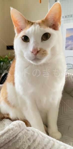 迷子猫の画像
