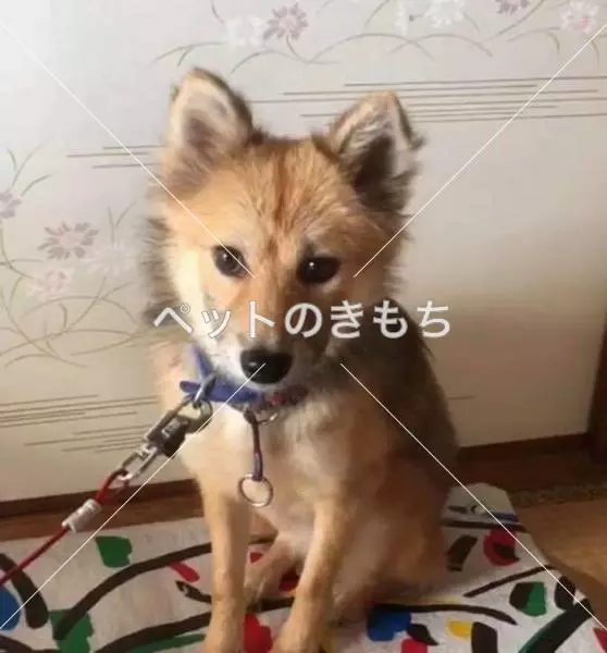 迷子犬の画像