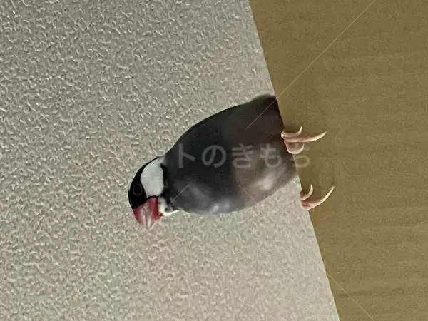 保護鳥の画像
