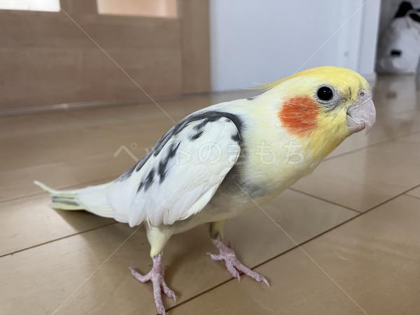 迷子鳥の画像