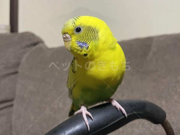 保護鳥の画像